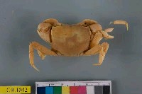 藏品(臺灣厚蟹)的圖片